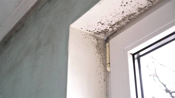 Best Black Mold Removal  in West Easton, PA