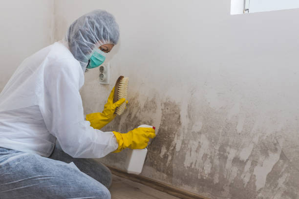 Best Mold Remediation Services  in West Easton, PA