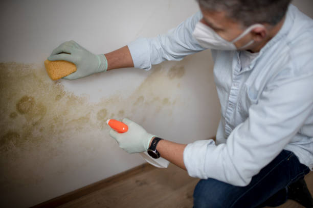 Attic Mold Removal in West Easton, PA