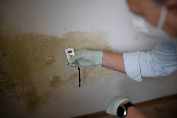 Best Professional Mold Removal  in West Easton, PA