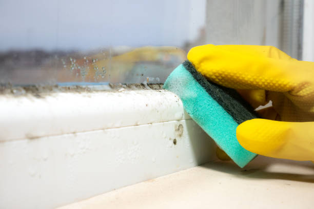 Best Attic Mold Removal  in West Easton, PA