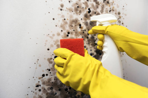 Best Black Mold Removal  in West Easton, PA