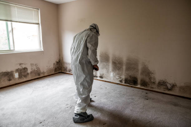Professional Mold Removal in West Easton, PA