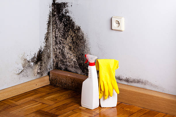 Best Crawl Space Mold Removal  in West Easton, PA