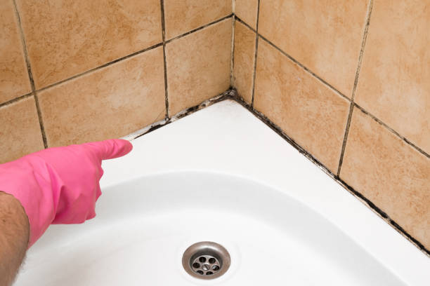 Crawl Space Mold Removal in West Easton, PA